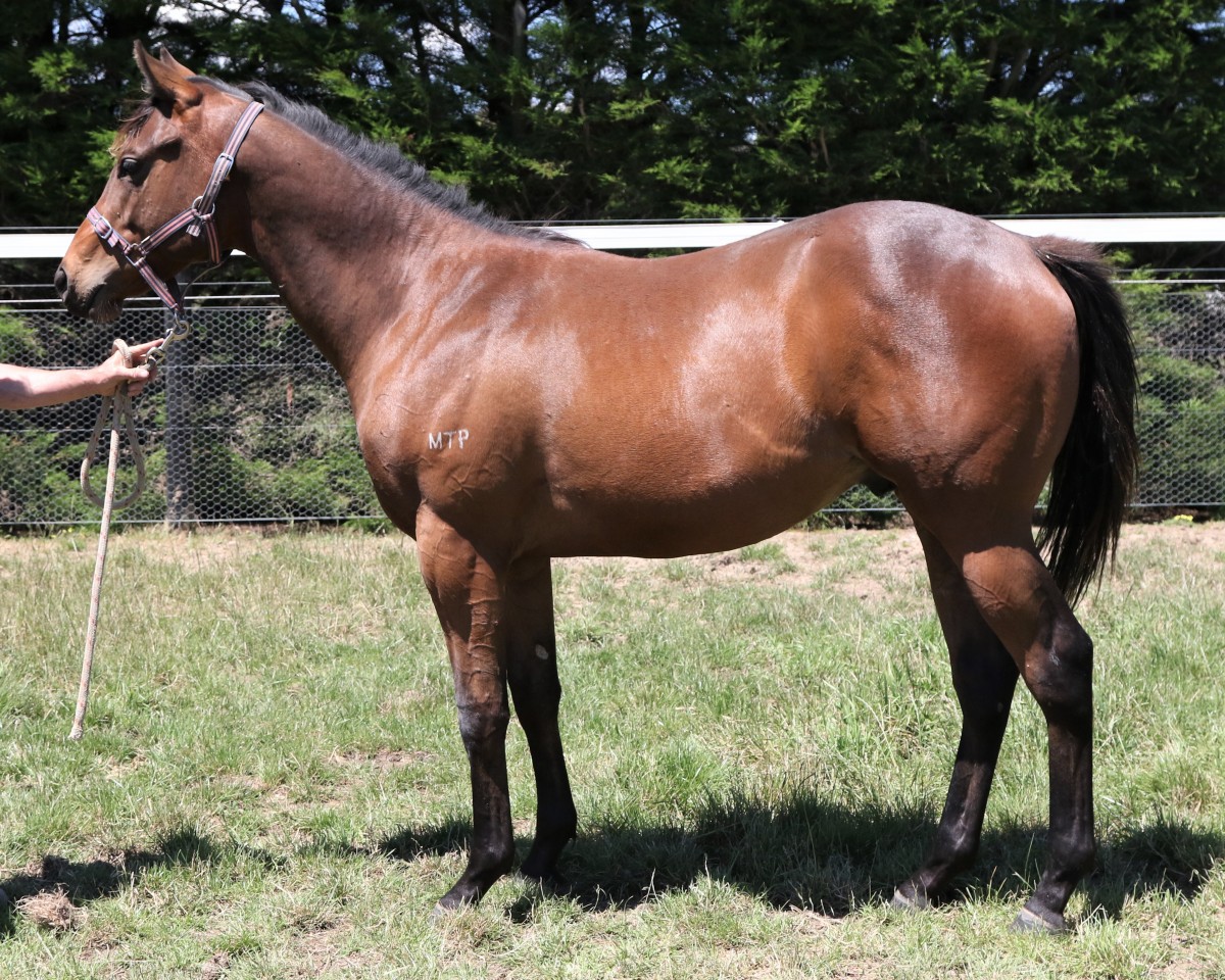 Crackle 'N' Burn - Australian Thoroughbred Bloodstock